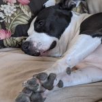 A black and white pit bull, sleeping